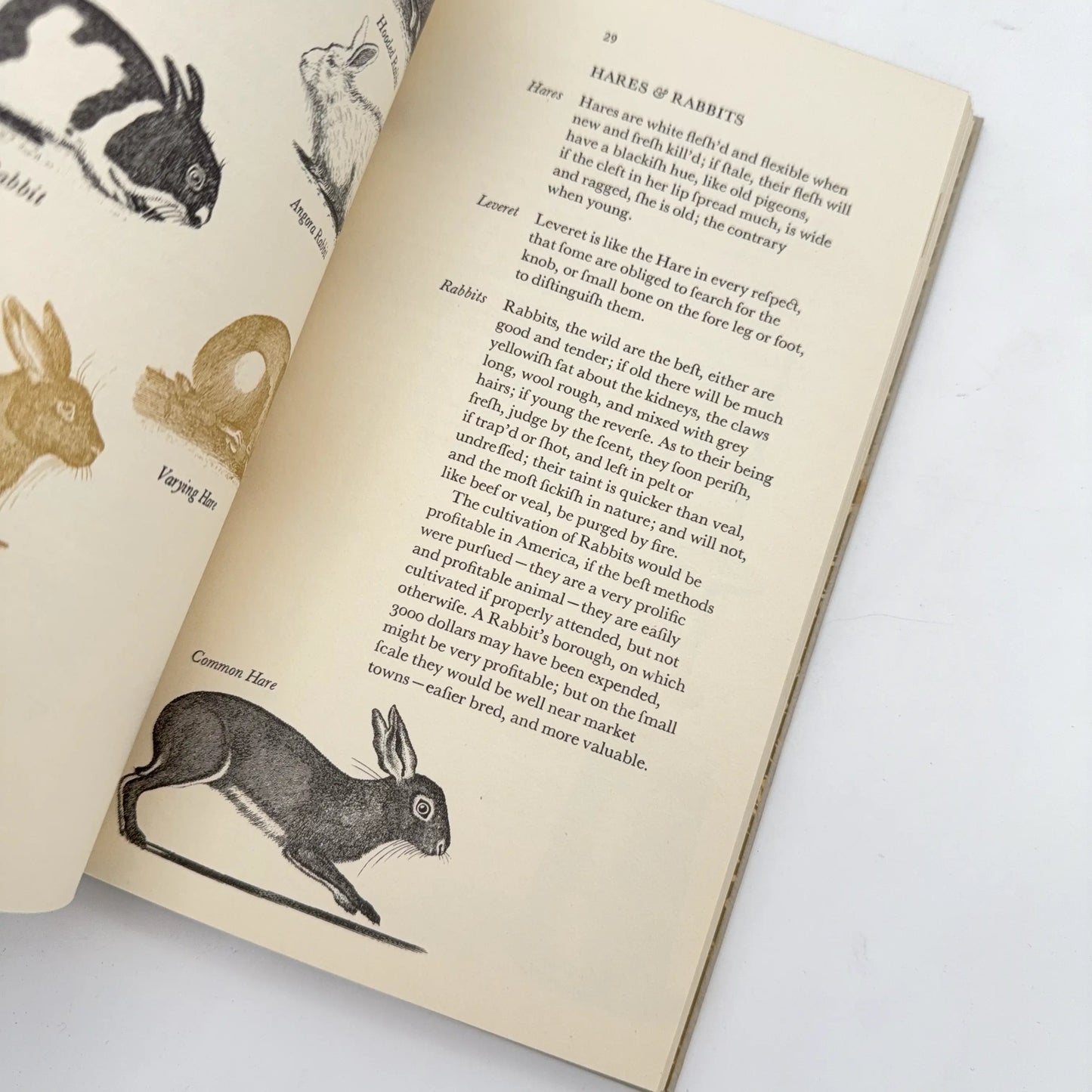 "American Cookery" by Amelia Simmons — First known cookbook written by an American